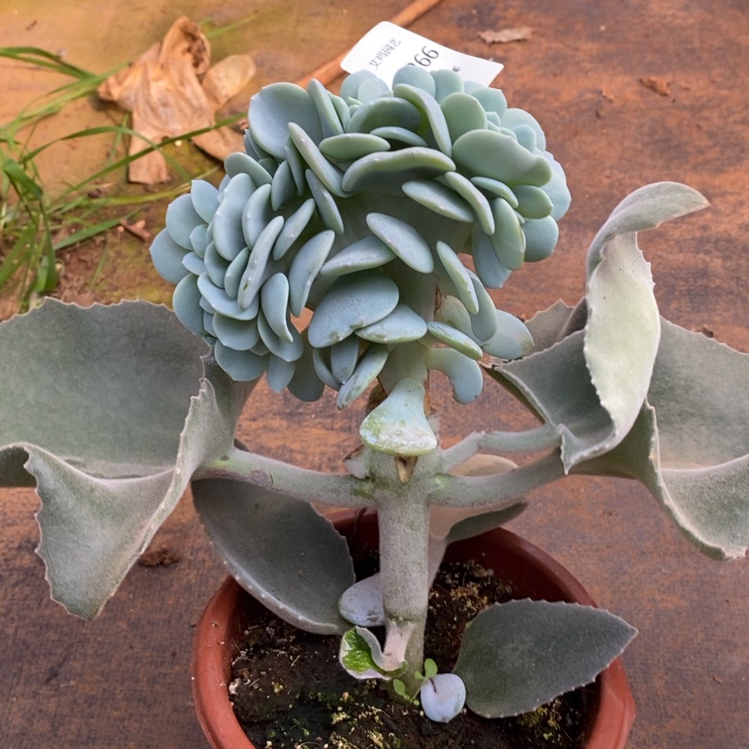 小***张奶茶多肉多肉缀化266