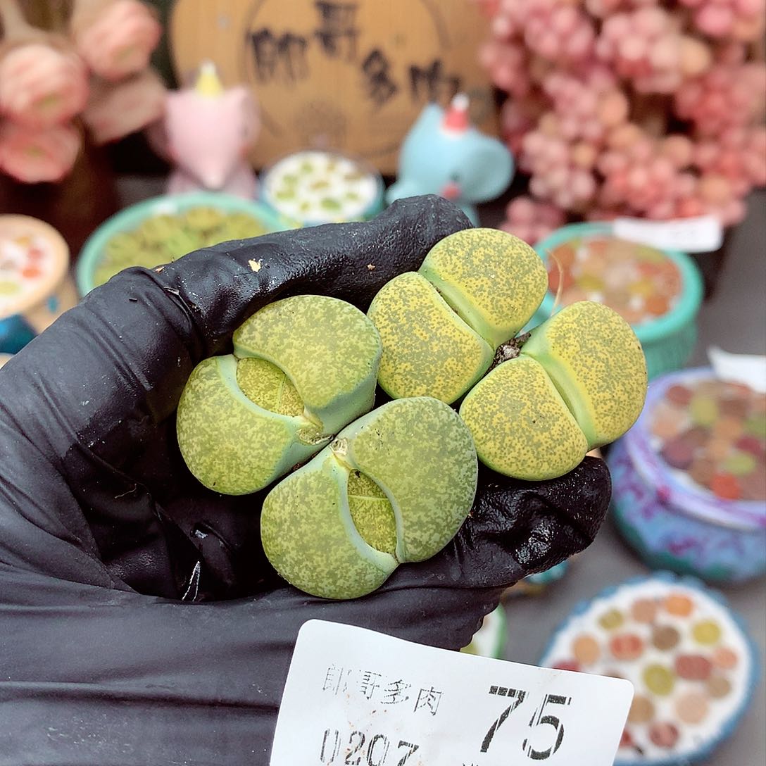 生石花满18包邮7-75