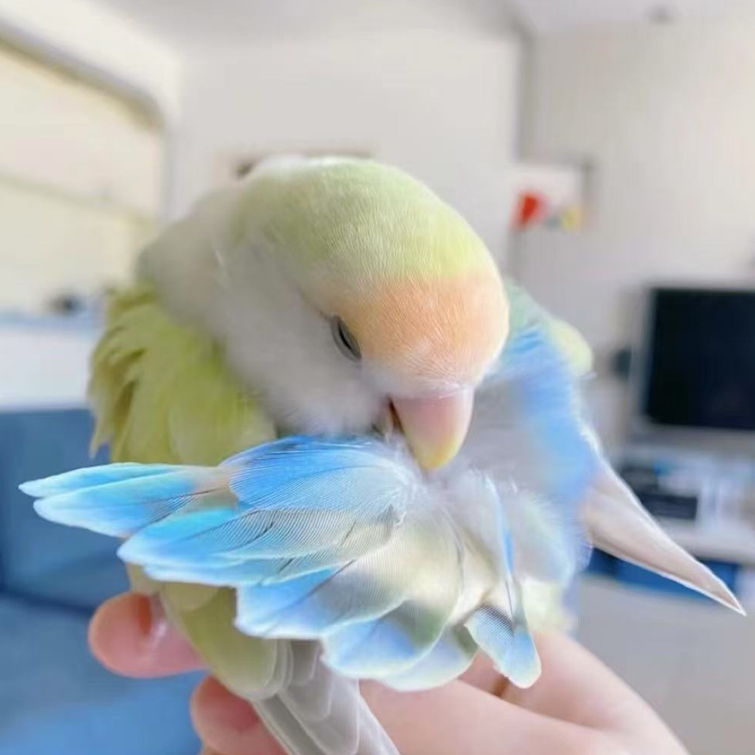 补差价补差价专用xiao