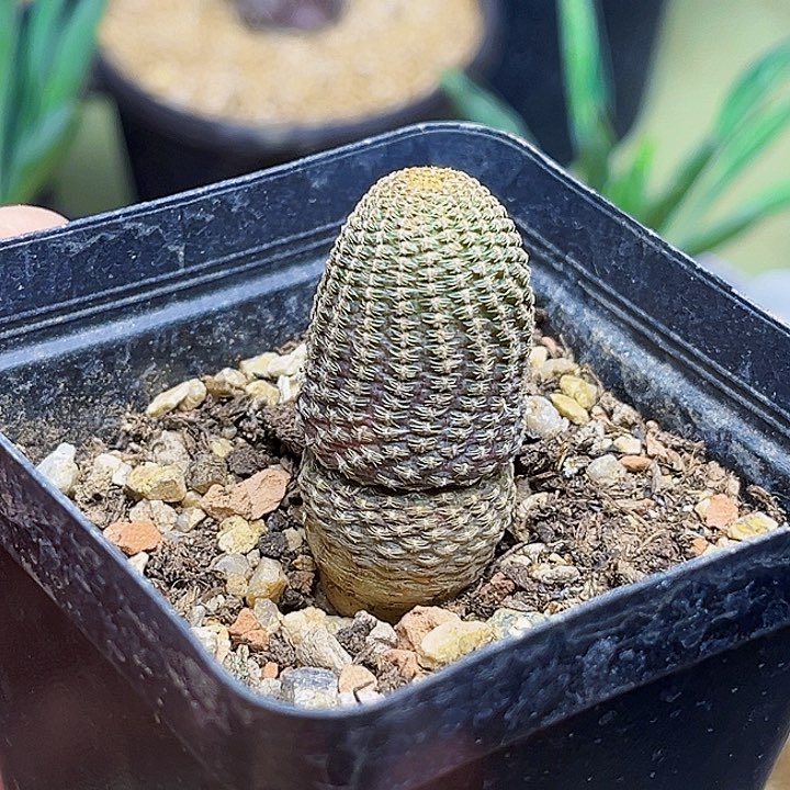 黑斜子实生球一颗一颗