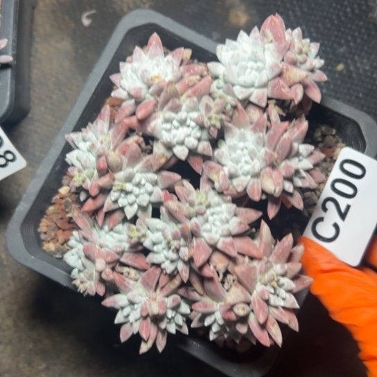 磁*怪谢谢宝～一物一拍200