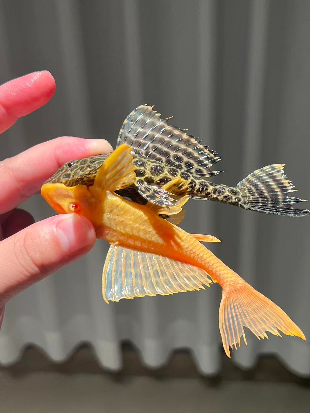 豹纹加女王组合鱼女皇异型热带观赏鱼除藻鱼缸清洁刷异型工具鱼