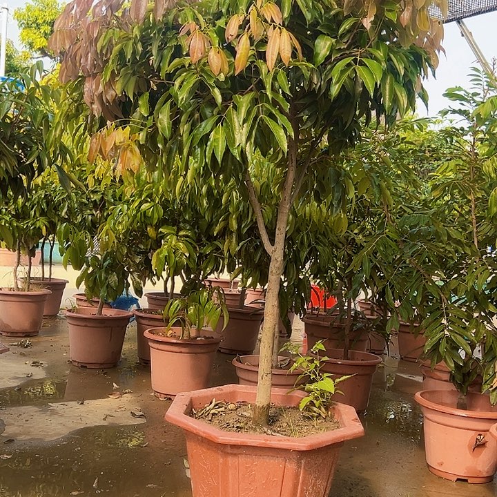 神**奕果6666666666666666