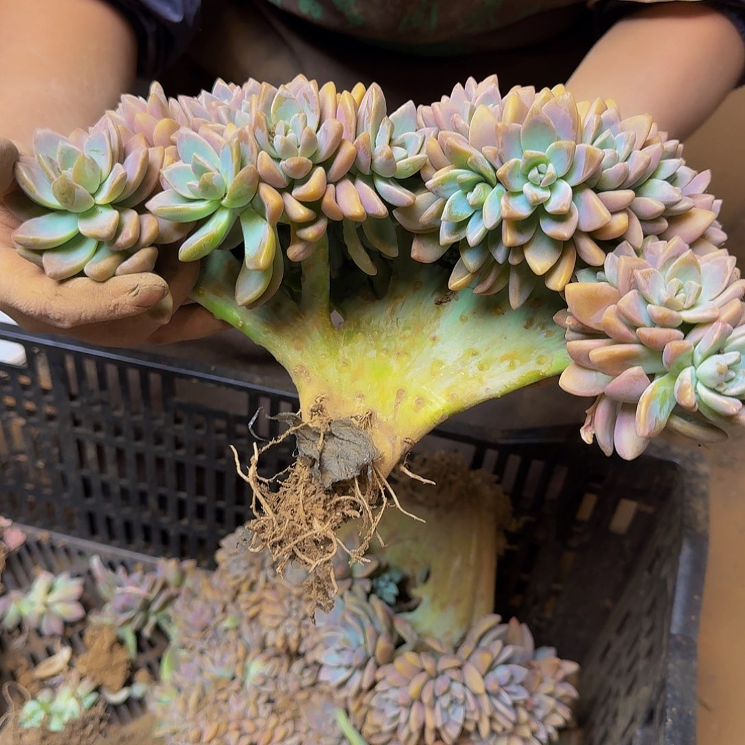 用****6淡雪板子朵朵坠不包损3165