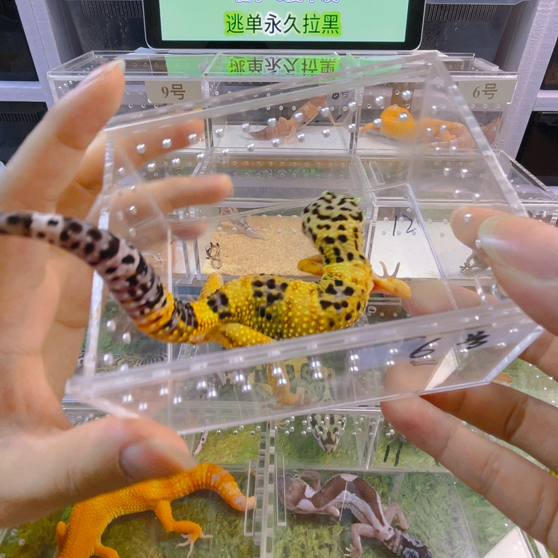 豹纹守宫守宫可爱好看可爱