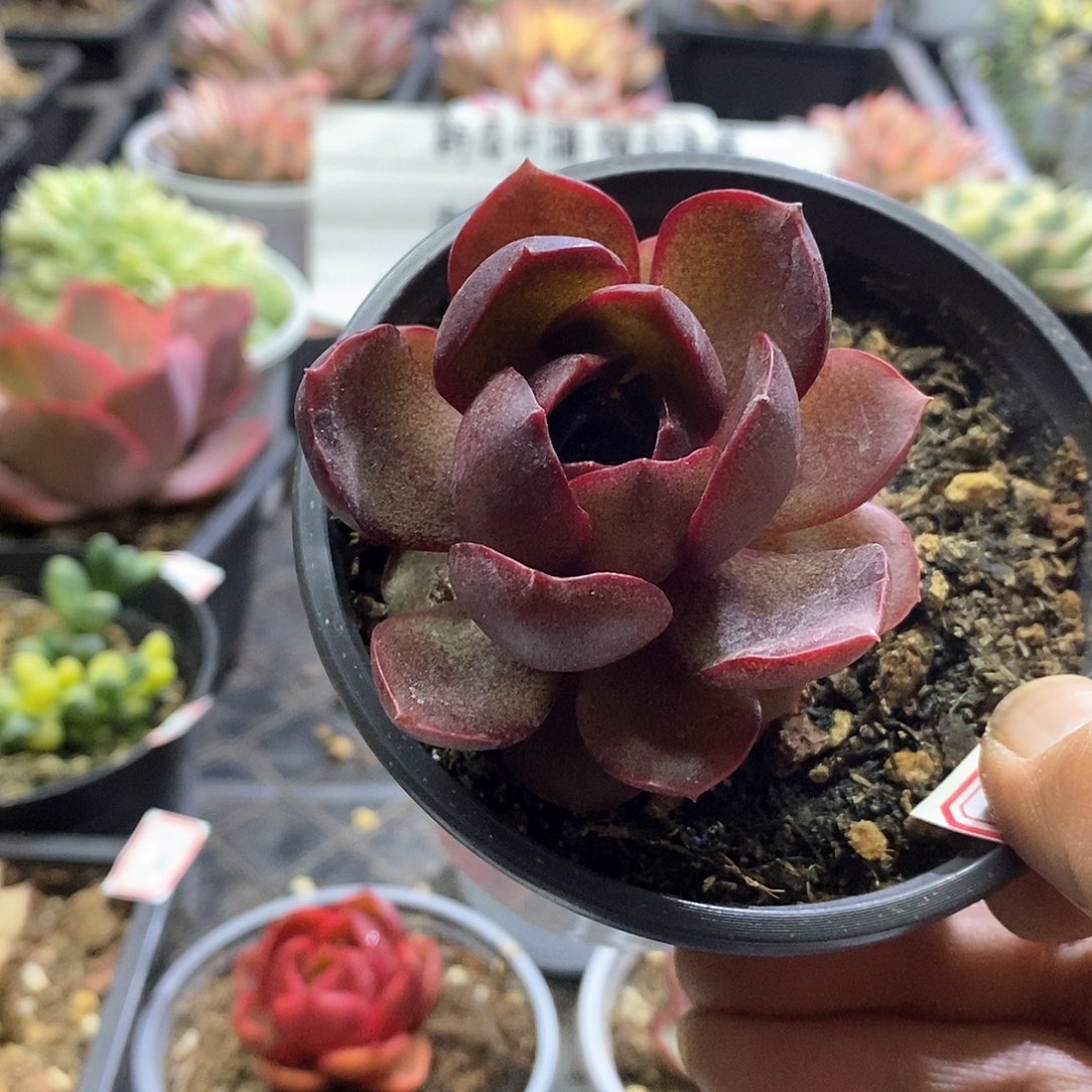 2066红灯多肉植物