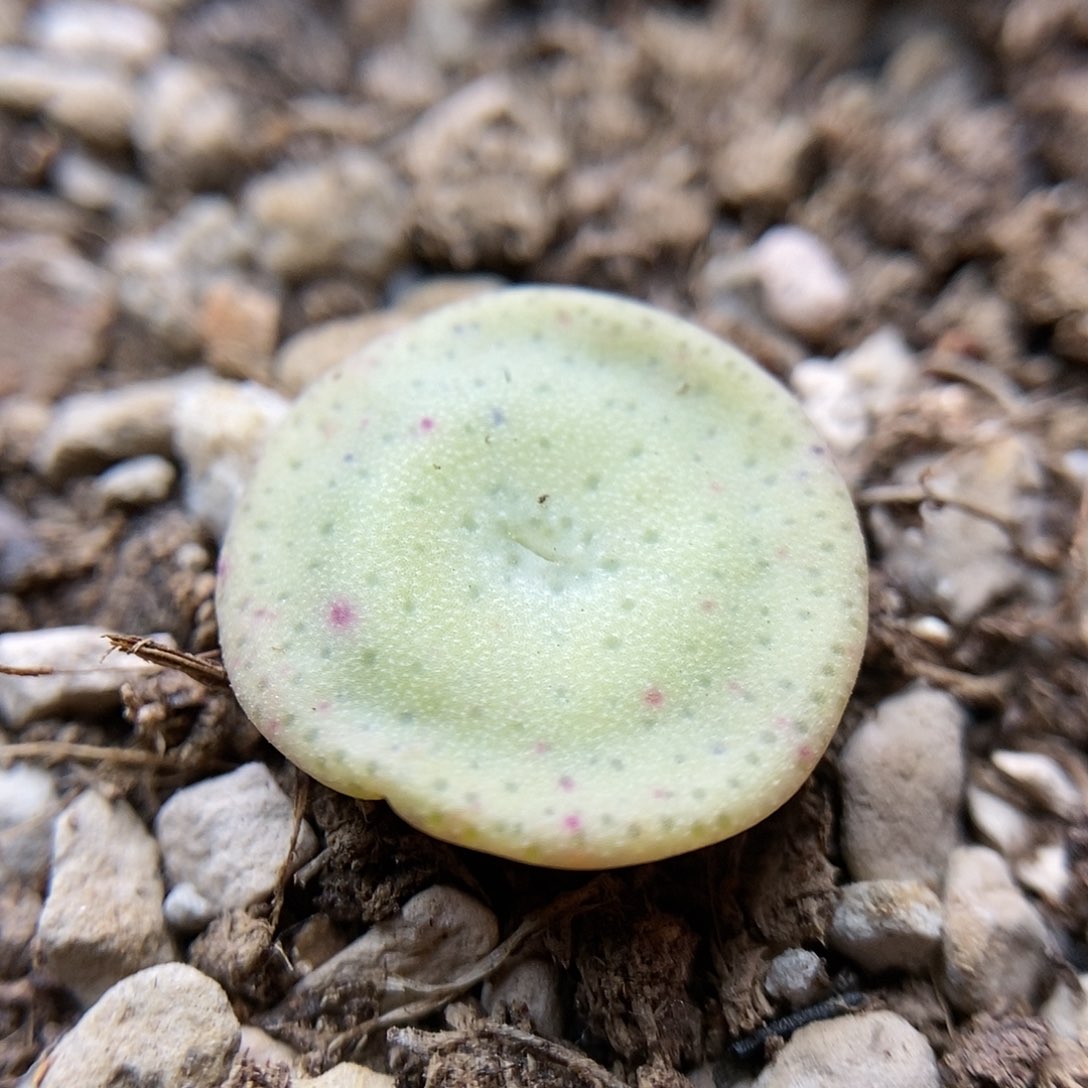 CR1427小酒一颗尺寸1.5厘米