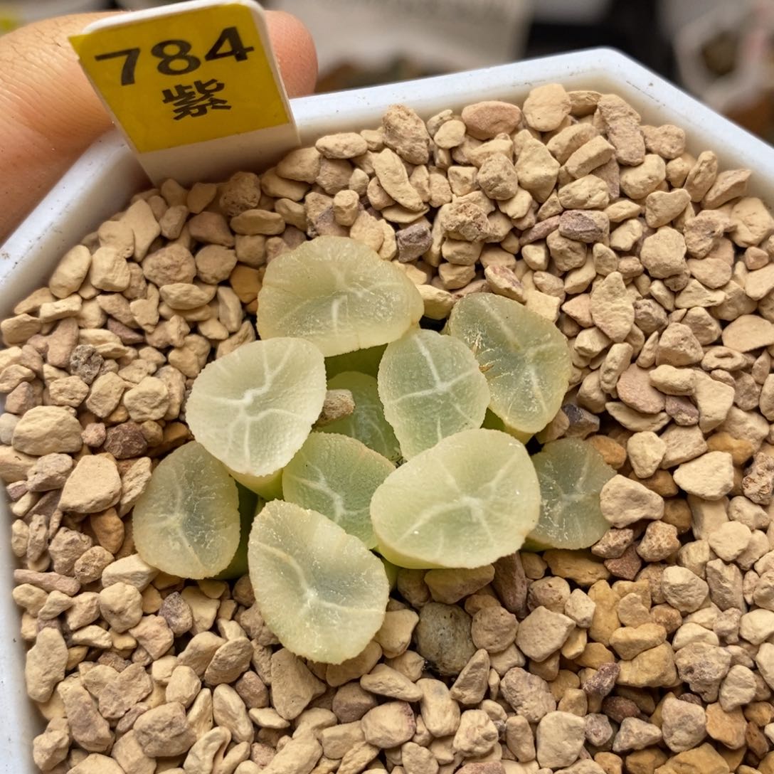 784糊斑万象多肉植物