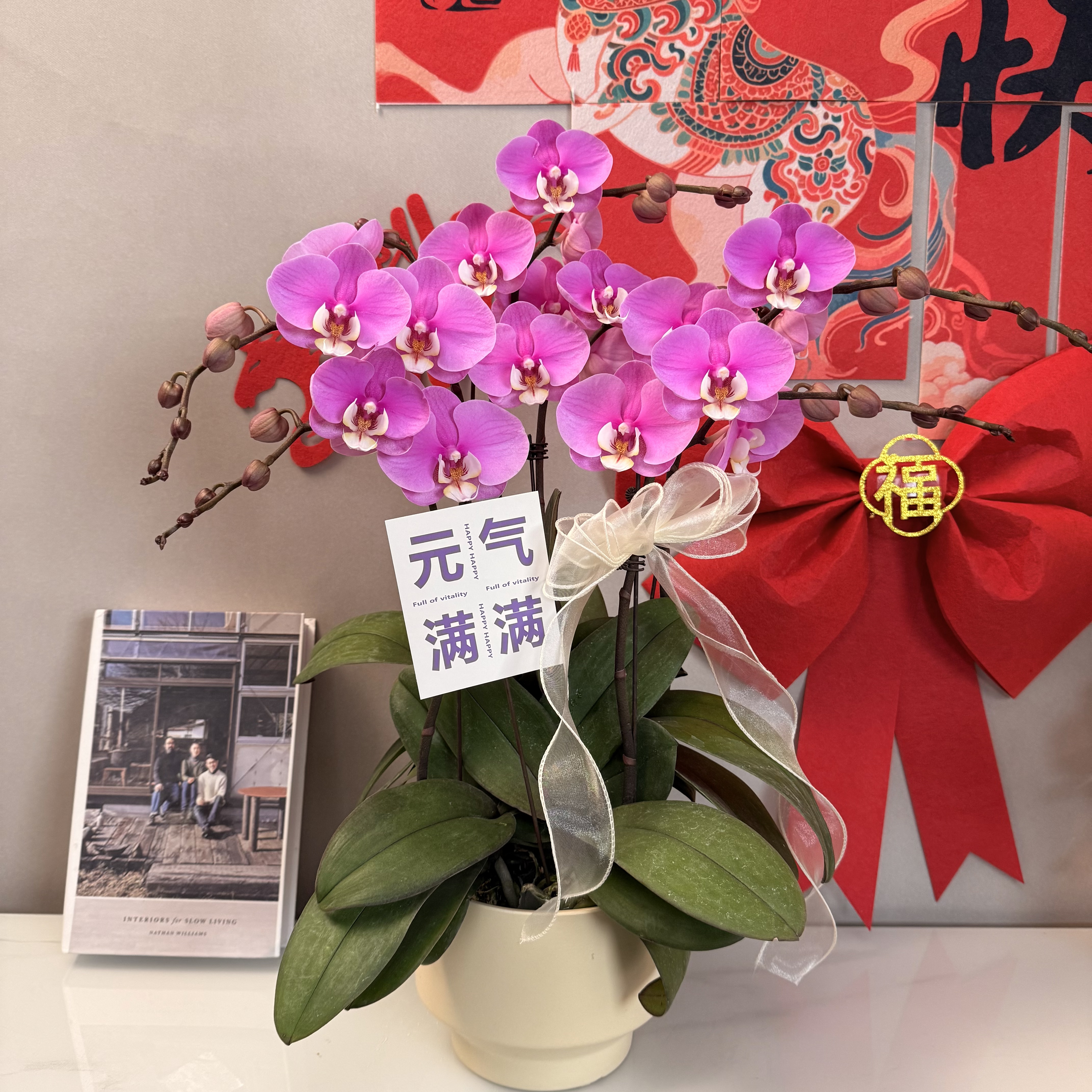 蝴蝶兰【安娜】经典名兰紫粉色系 绿植盆栽 室内摆放 基地直发