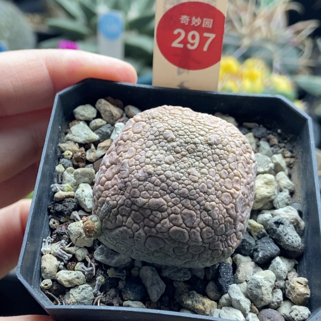 实生红四方凝蹄玉4.3cm