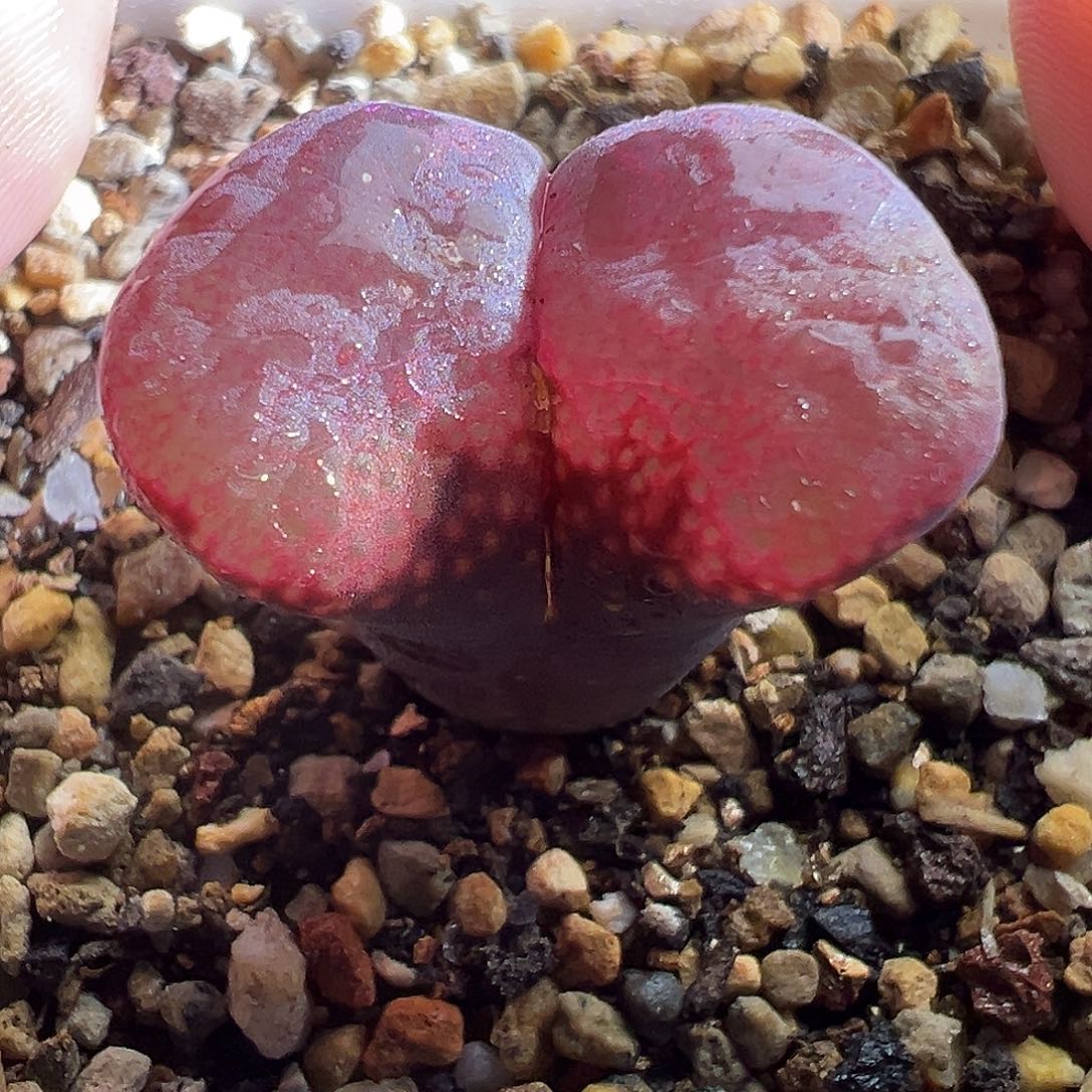 一颗大腰子。          