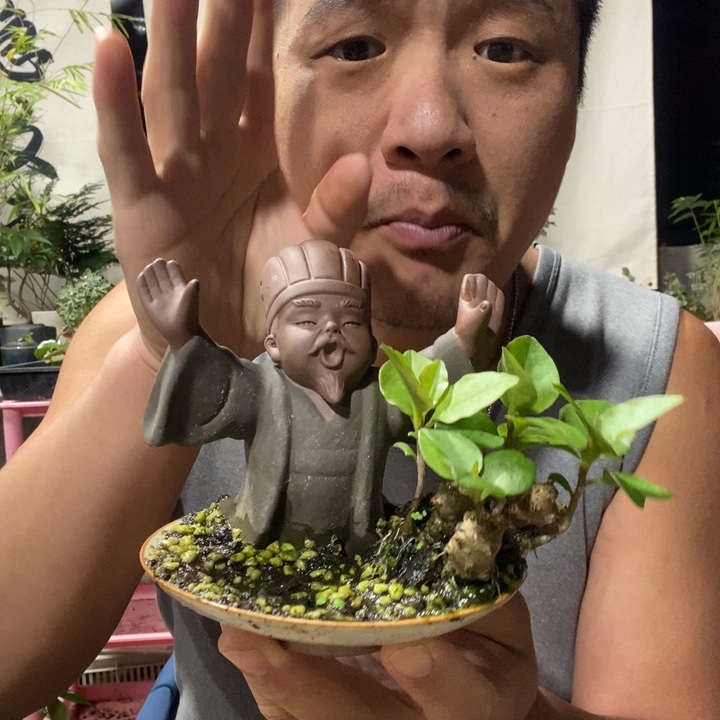 以实际为准绿植盆景盆栽112