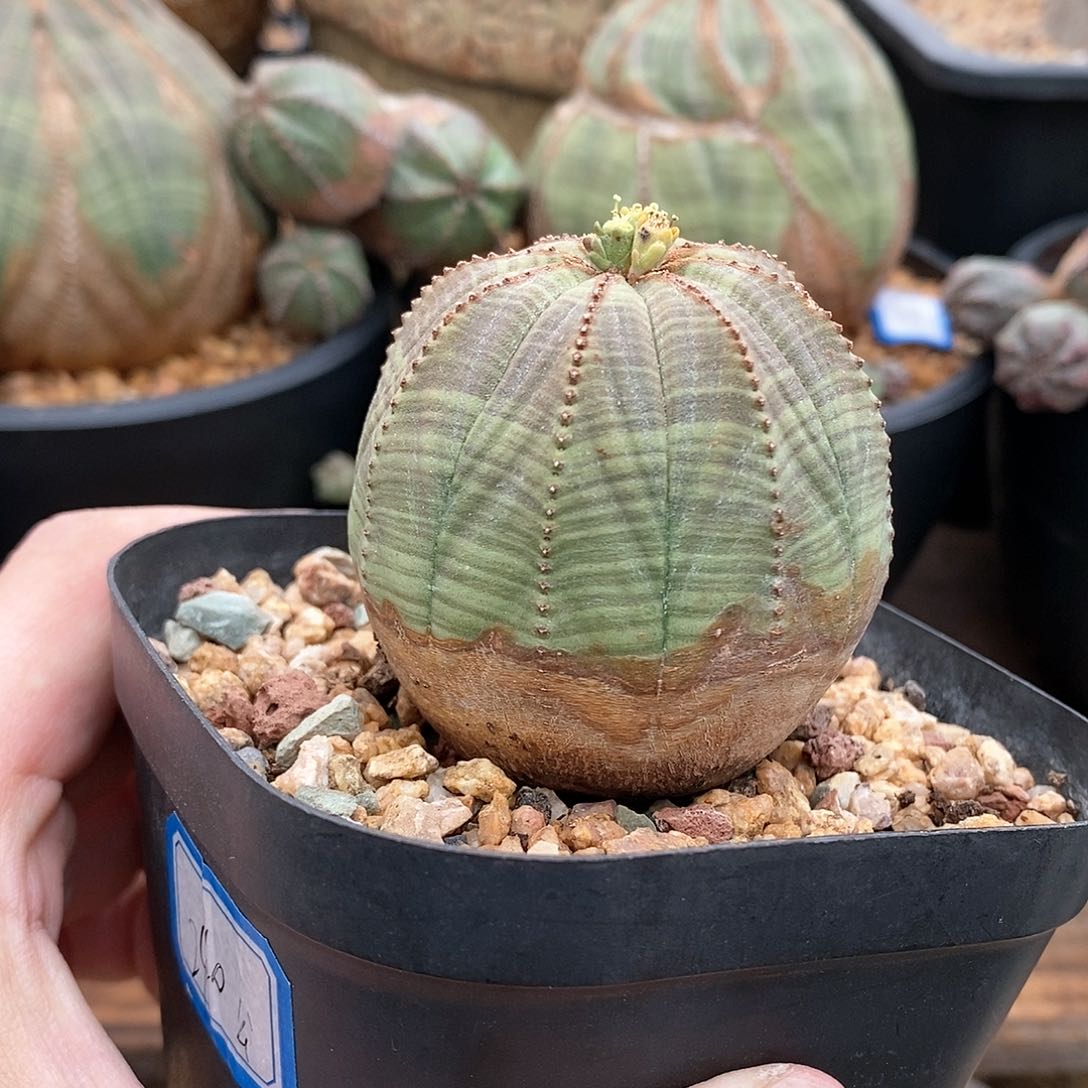 欧系布纹球多肉植物