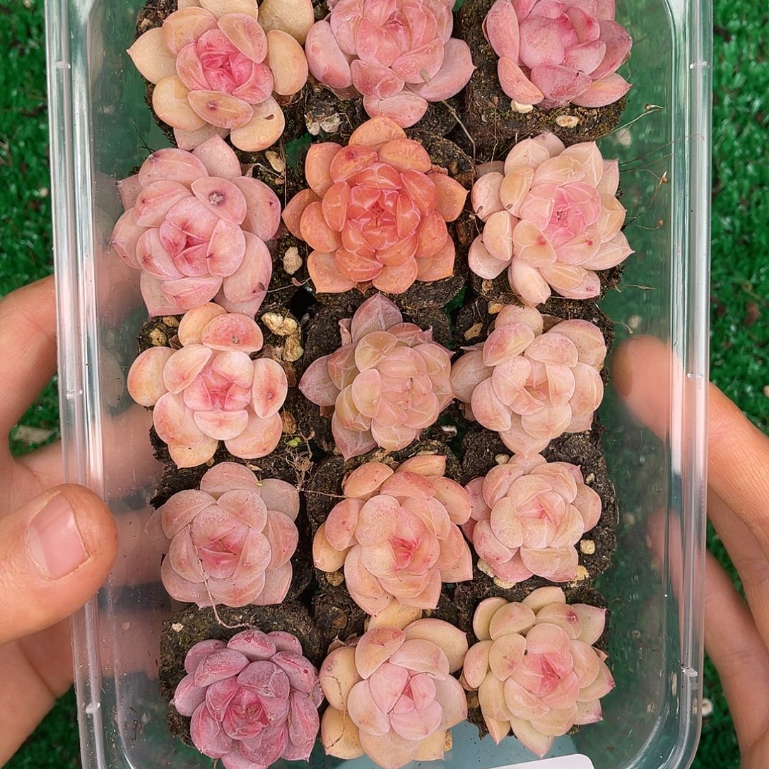 多肉植物一物一拍2-26