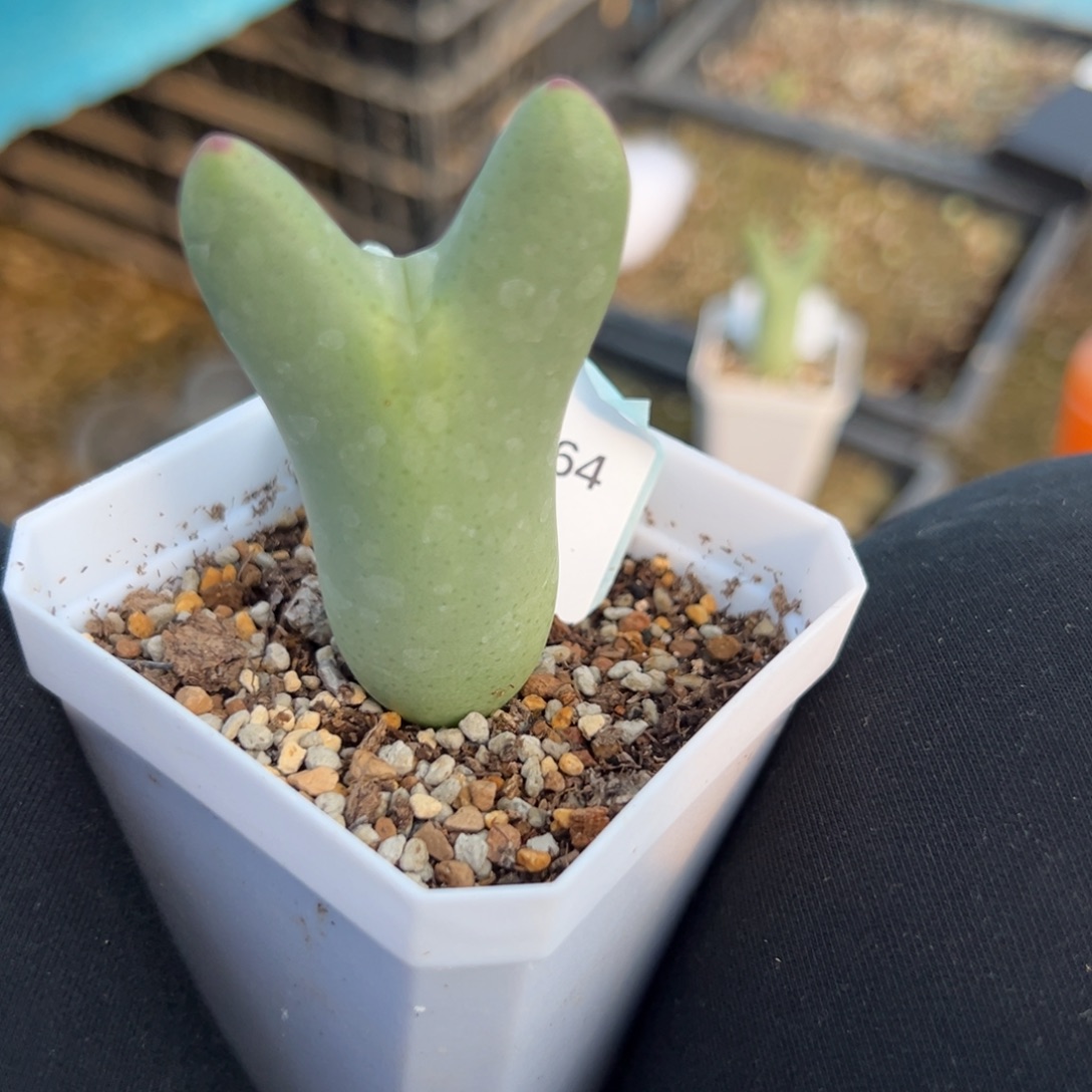 29-64肉锥多肉植物，