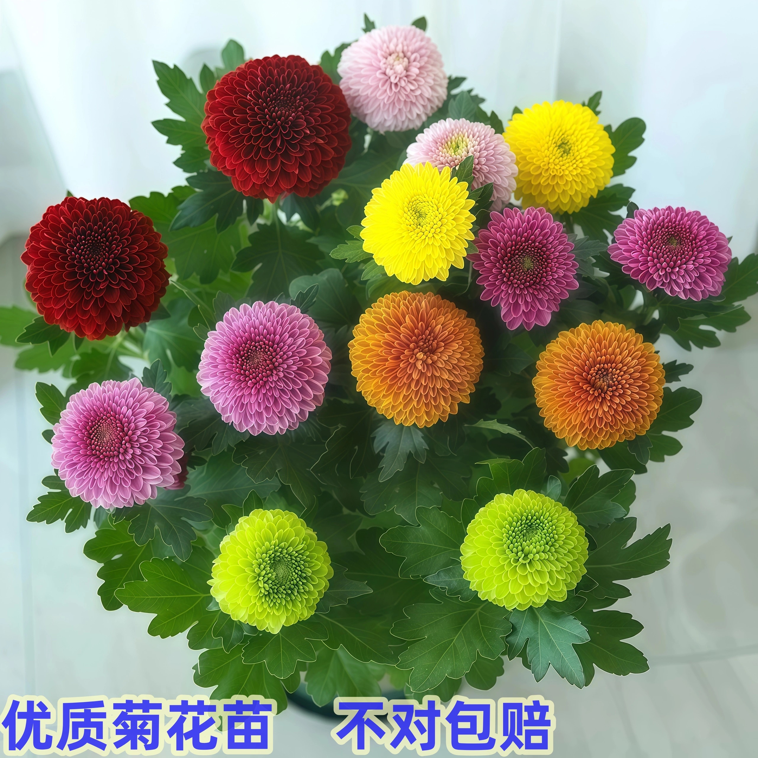 乒乓菊【菊花苗】大花型室内外种植绿植盆栽菊苗四季开花新鲜扦插苗