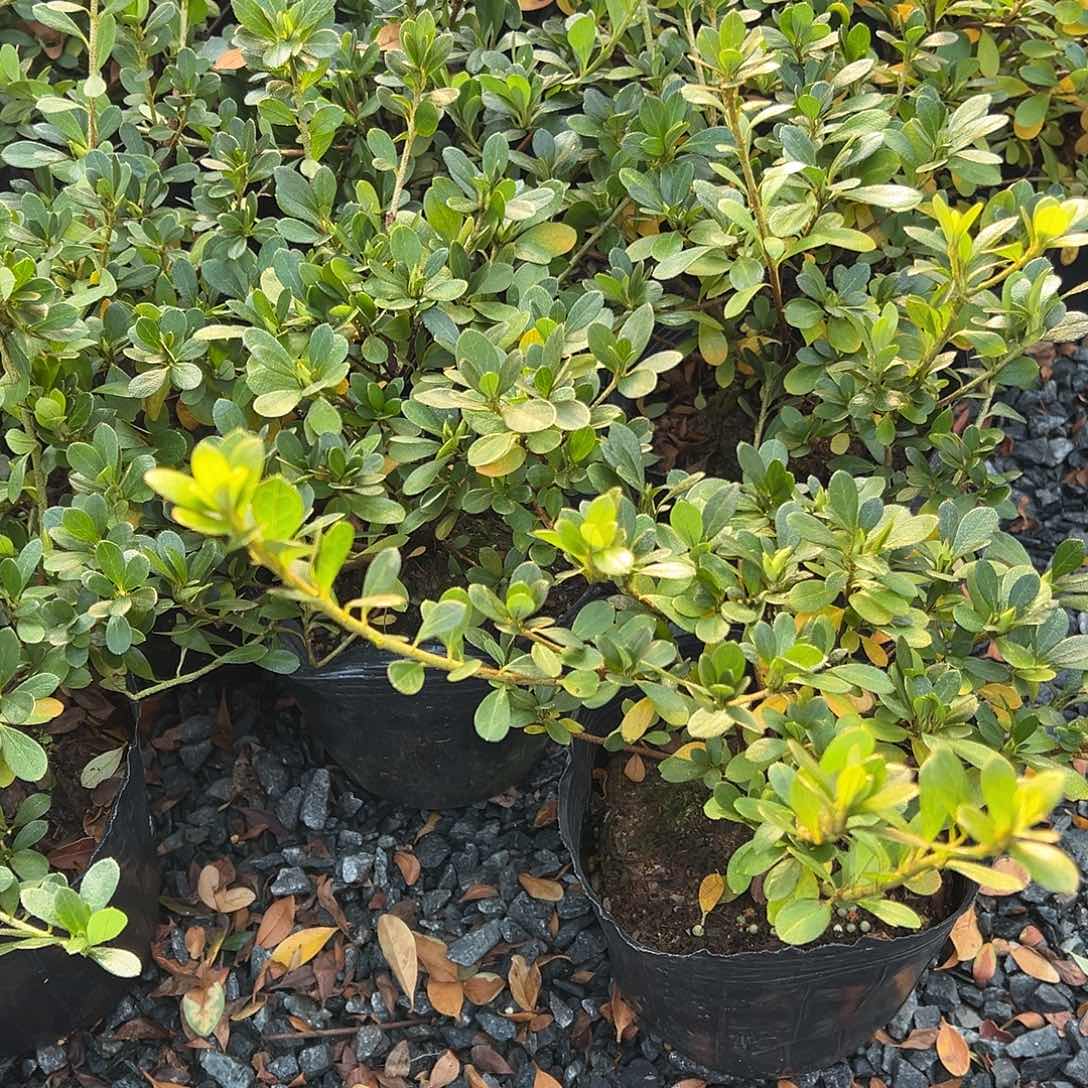 无花朵盆景皋月杜鹃嫦娥