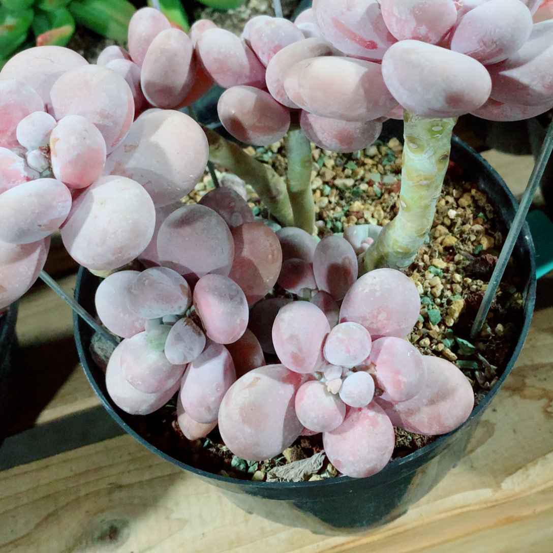 多肉植物多肉植物