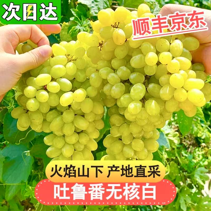 7-28现货【顺丰京东明日达】TY2吐鲁番核心产区无核白葡萄新鲜现摘应季无籽水果半斤-5斤装新疆维吾尔自治区
