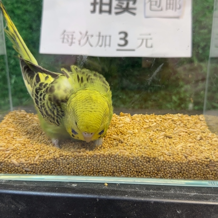 虎皮鹦鹉大头虎皮鹦鹉