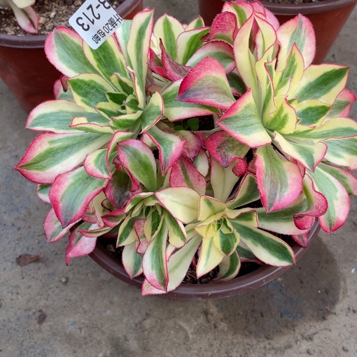 213魅影有砍多肉1234567多肉