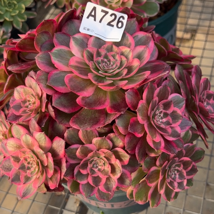 726云荷20厘米左右