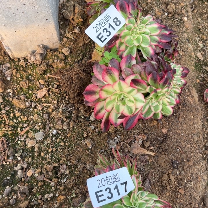 多肉植物318种植物