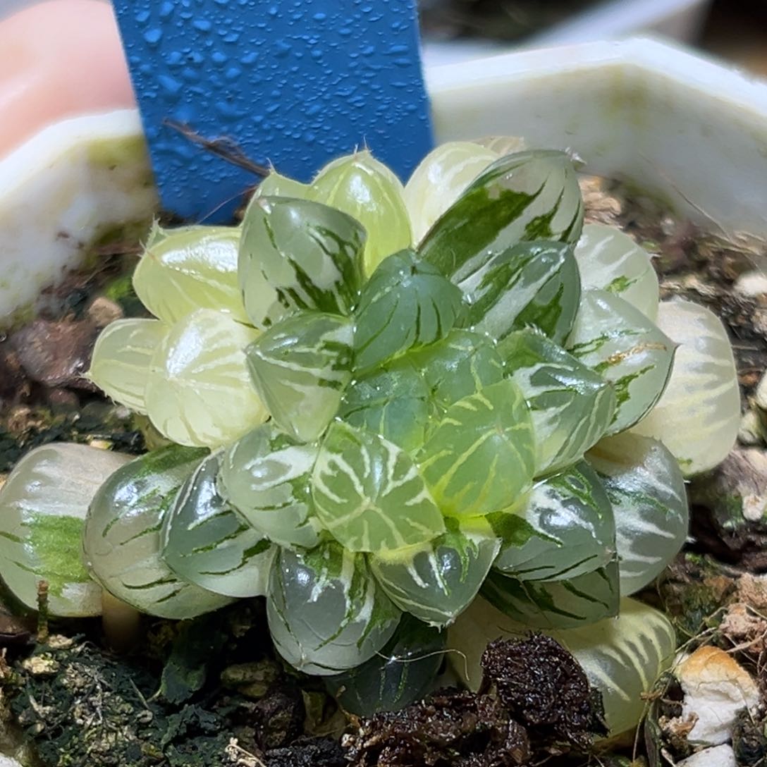 恭喜发财大吉大利637