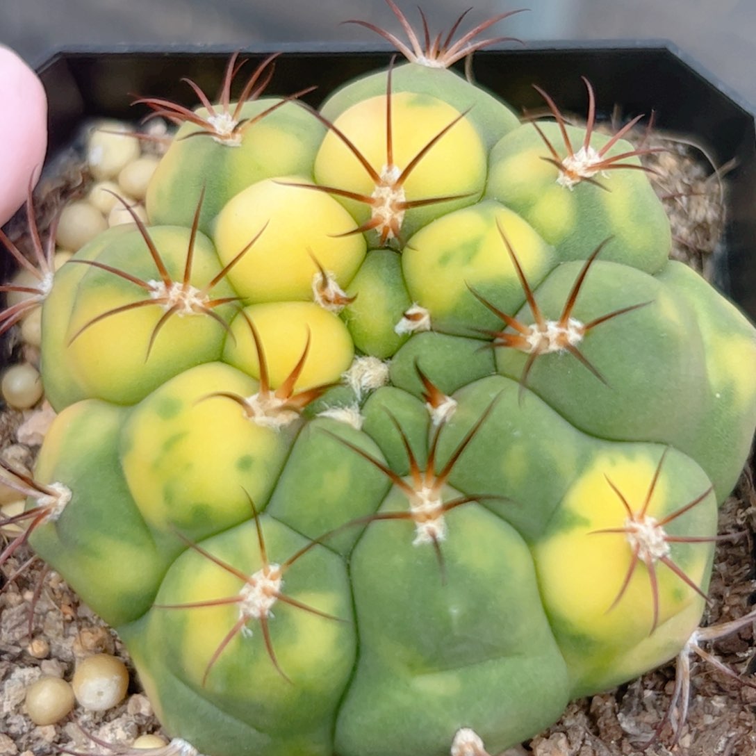 实生 新世界锦 仙人球