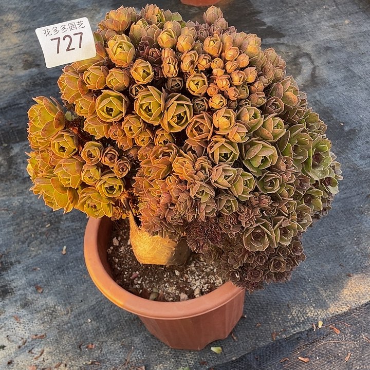 727号万圣节朵朵有伤