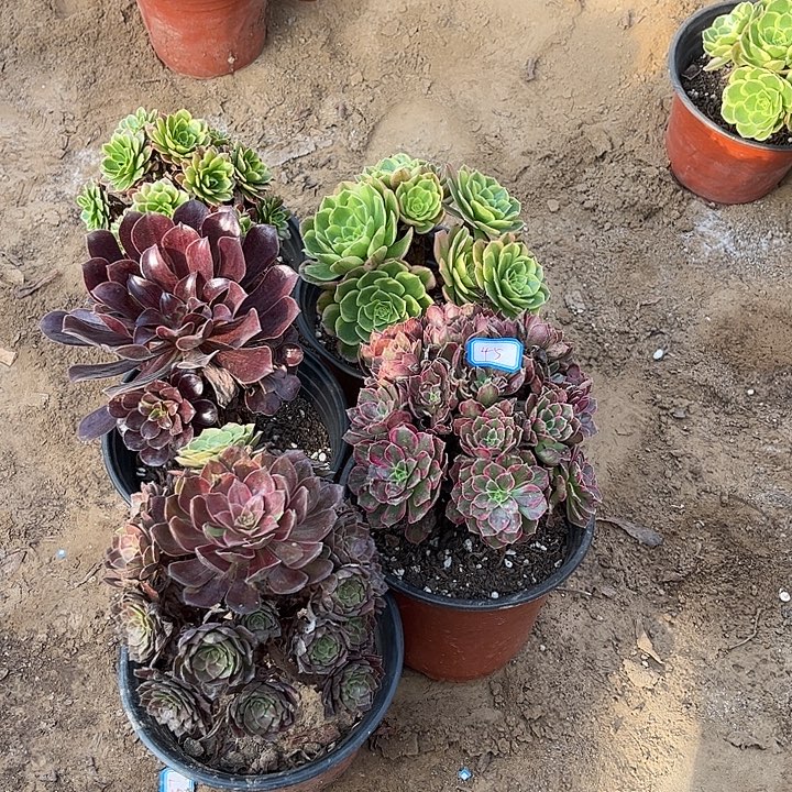 045多肉植物组合，