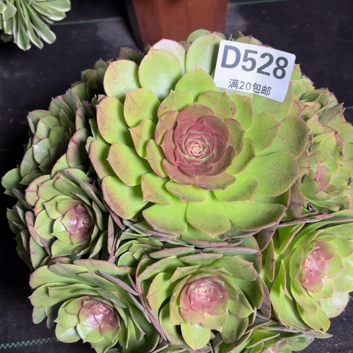 瑞妈一物一拍528