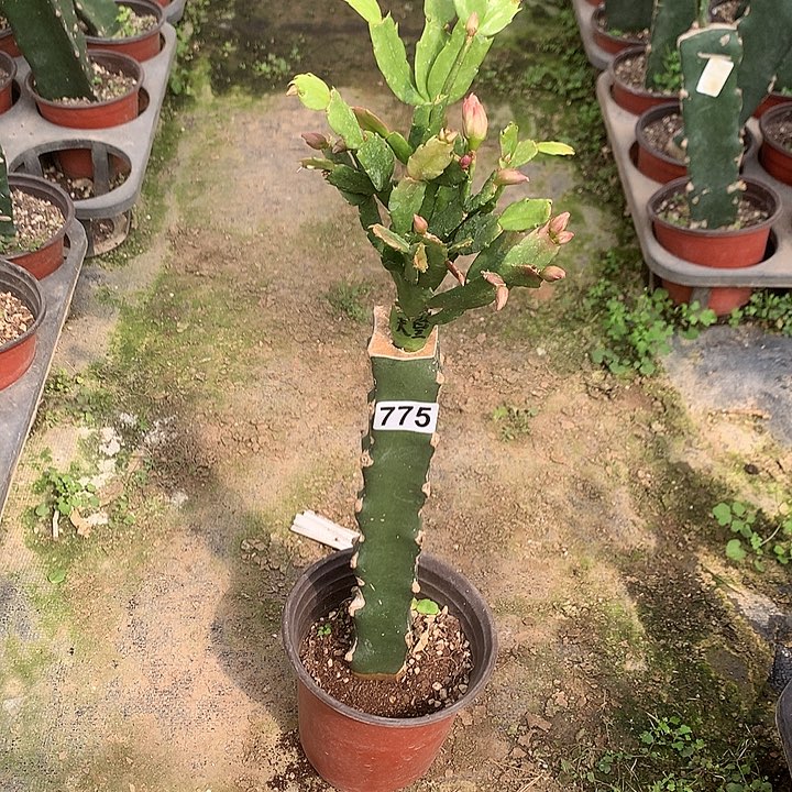 775嫁接蟹爪兰：一层两色