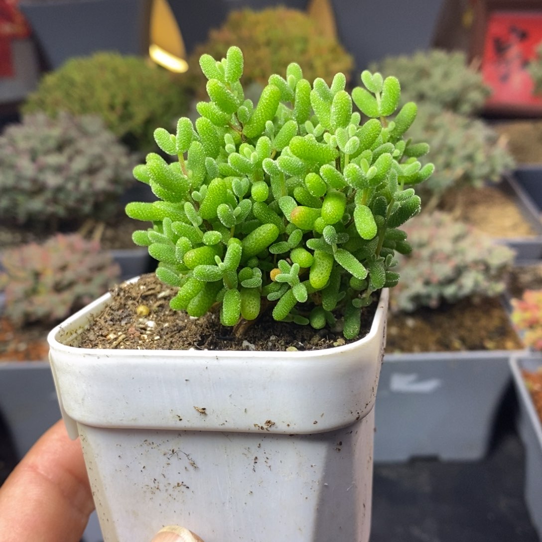 089金桔糖球枝干