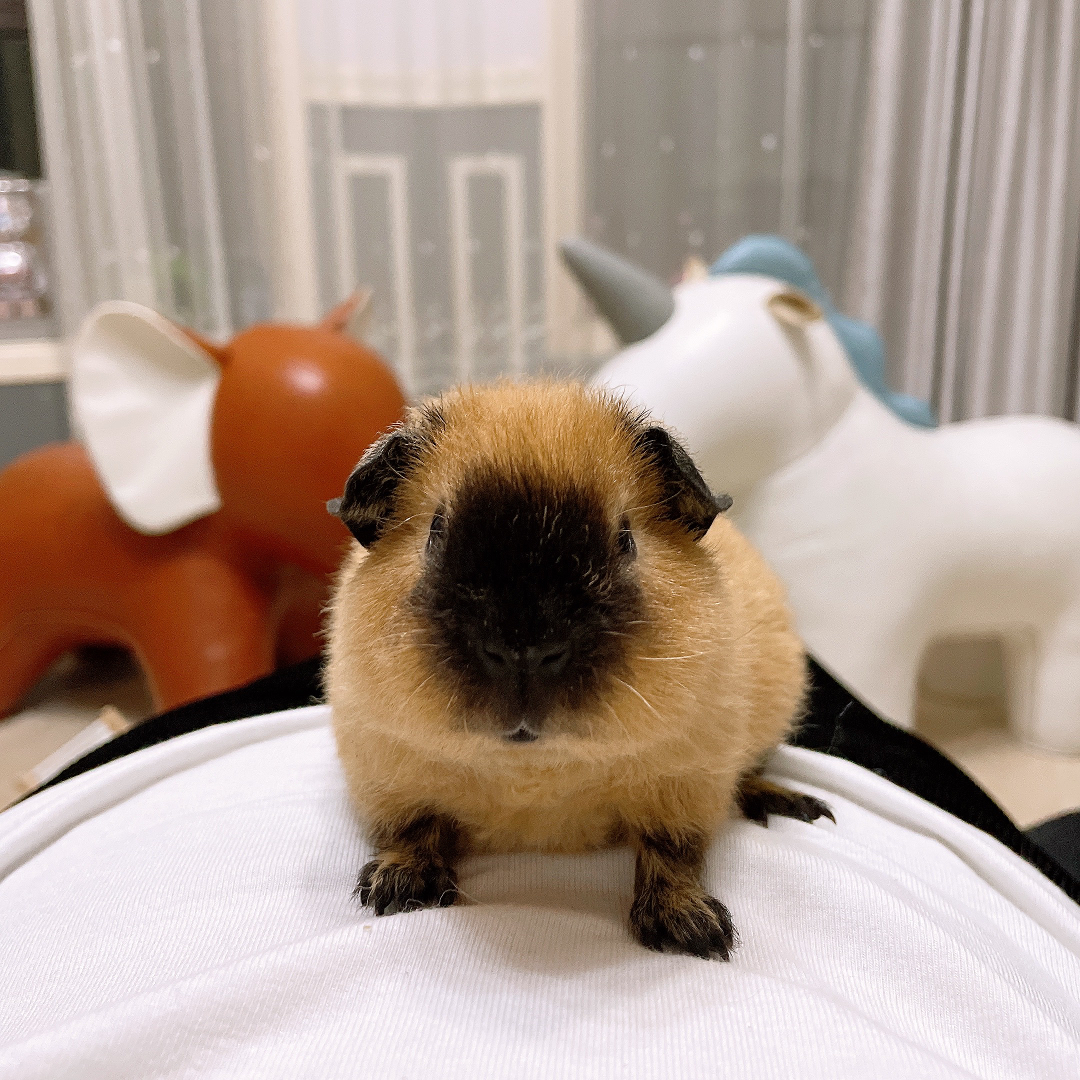黄泰加弟弟荷兰猪豚鼠活体