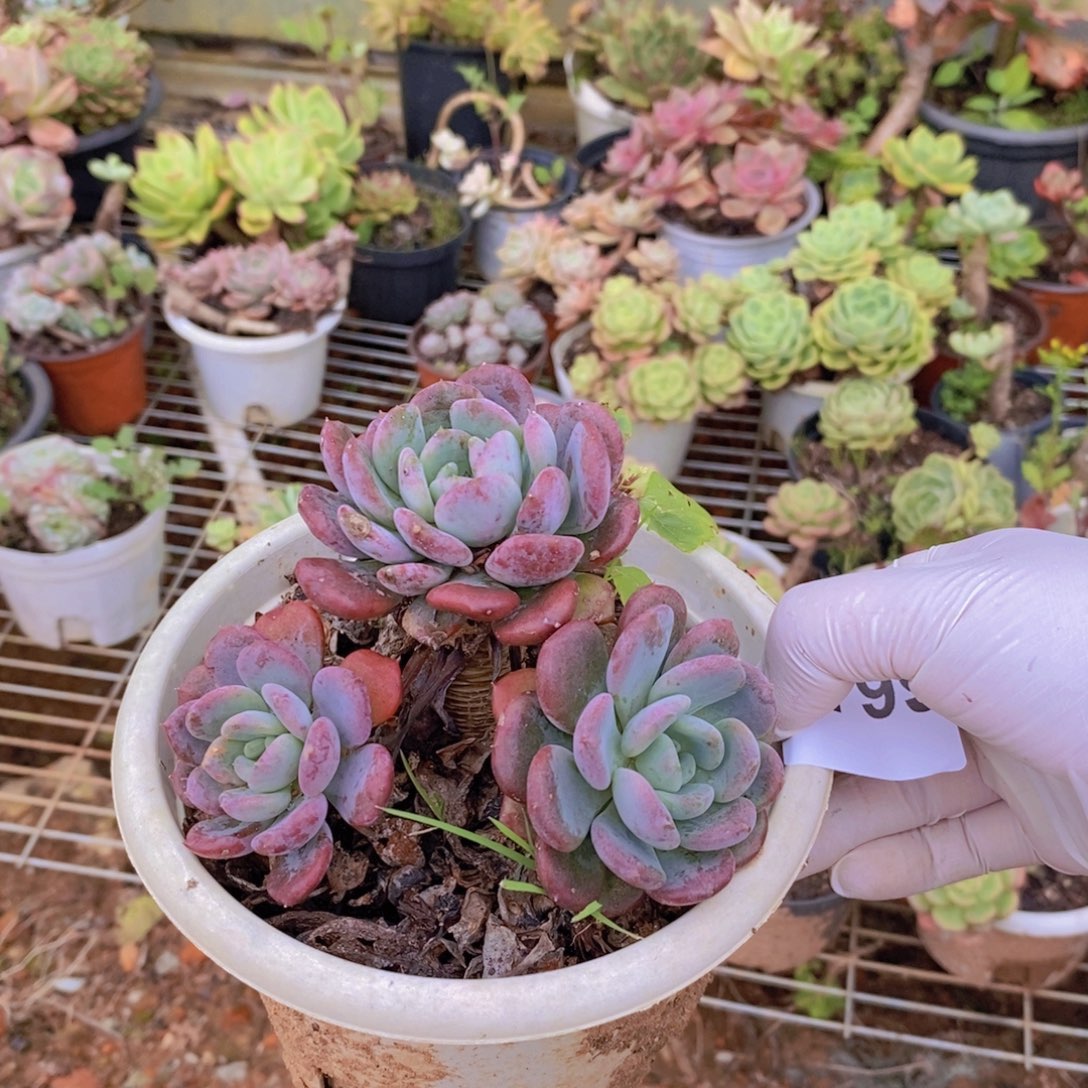 0799玛瑙老桩一物一拍