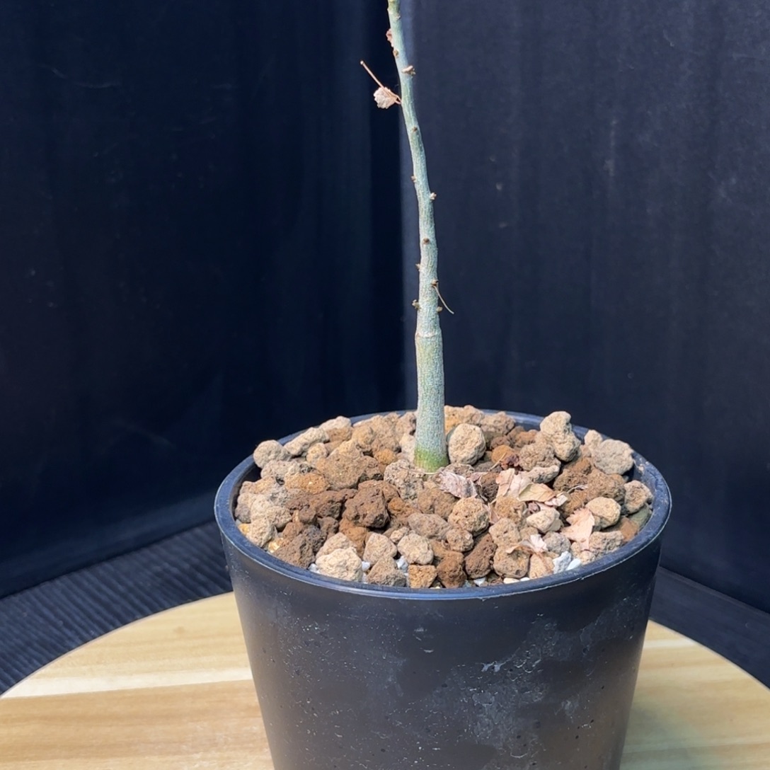 木  纳马没药十二骑士