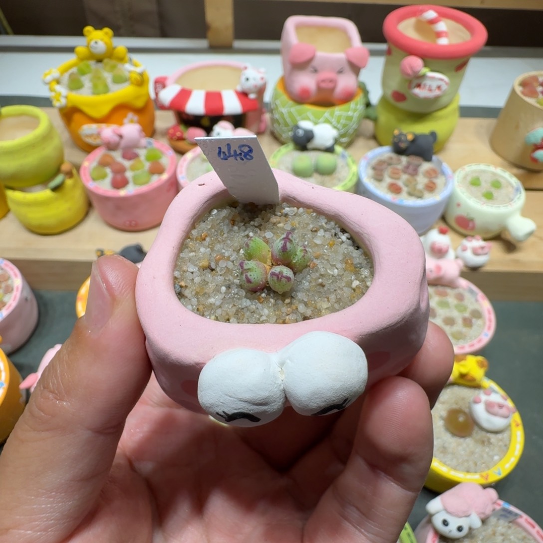 蘑菇221原始斑马