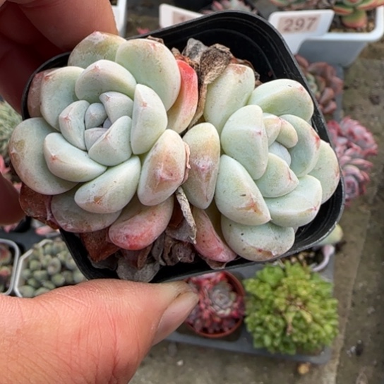 129玉蝴蝶多肉植物多