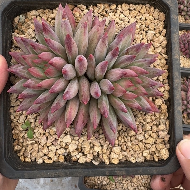 羽毛纹 虞美人 双头 一物一拍