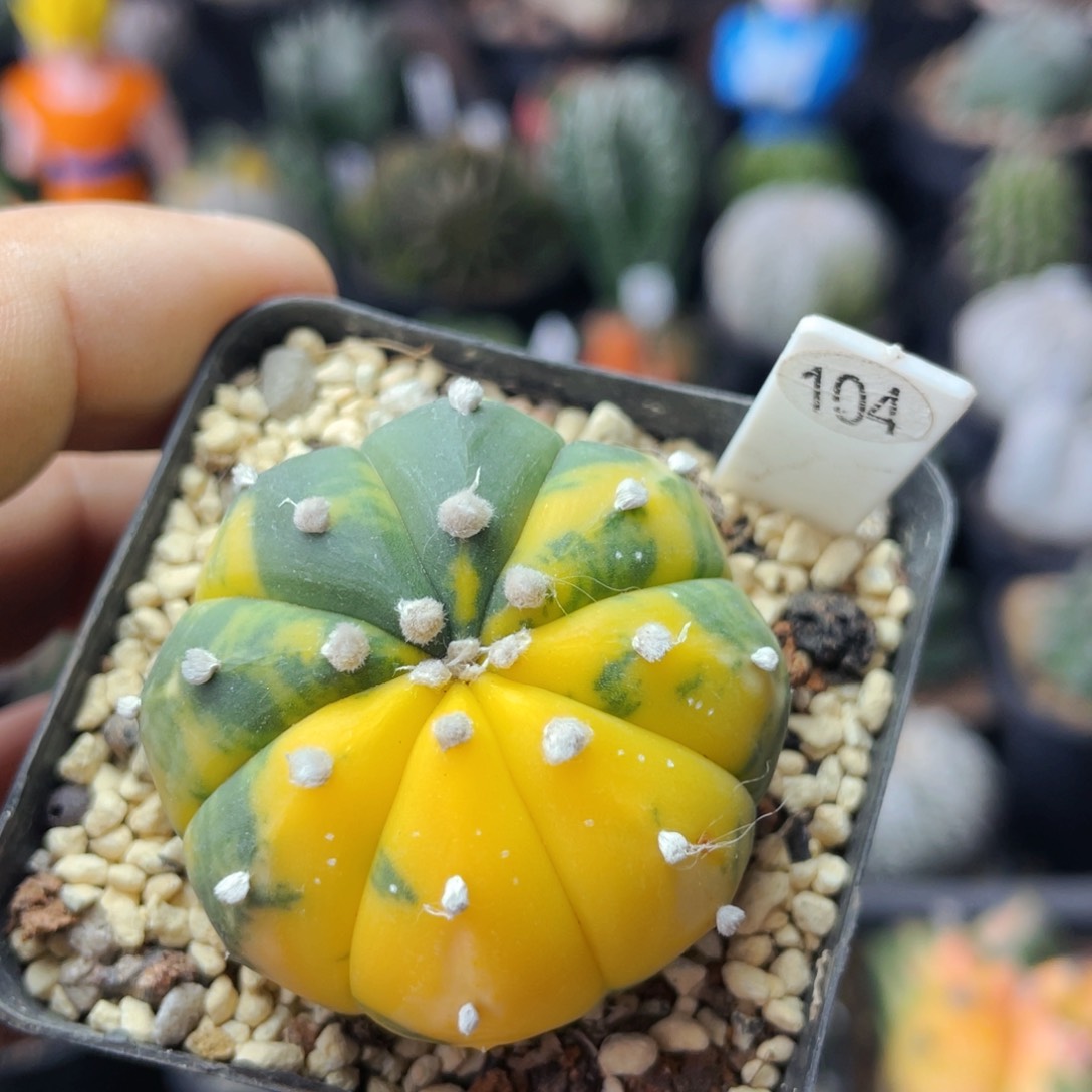 仙人球满28包邮盆5公分兜锦4公分