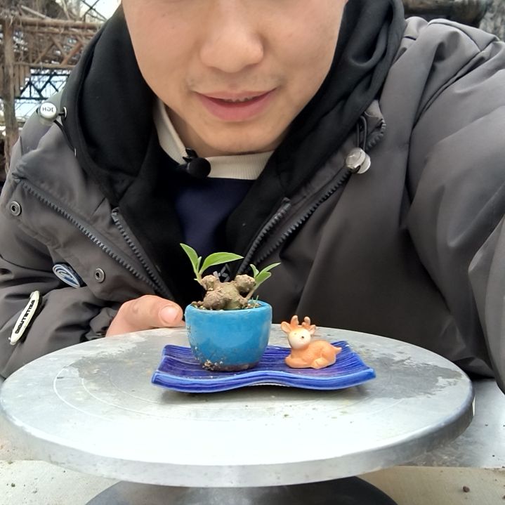 九****化小盆景小植物一物一拍214