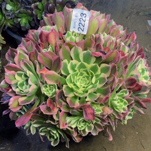 白凤多肉植物2223