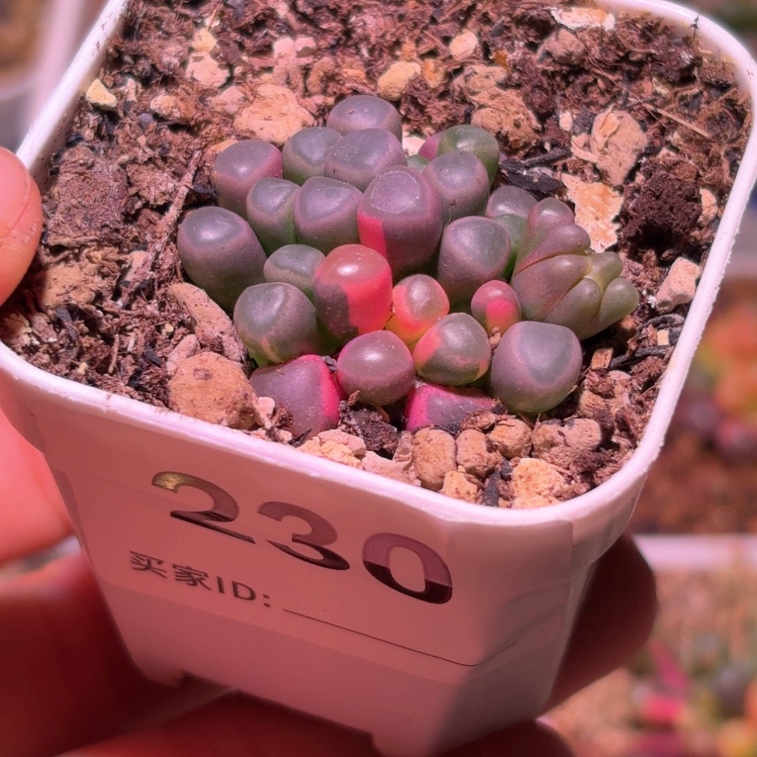 230号五十铃玉锦多肉植物锦一物一拍带盆土
