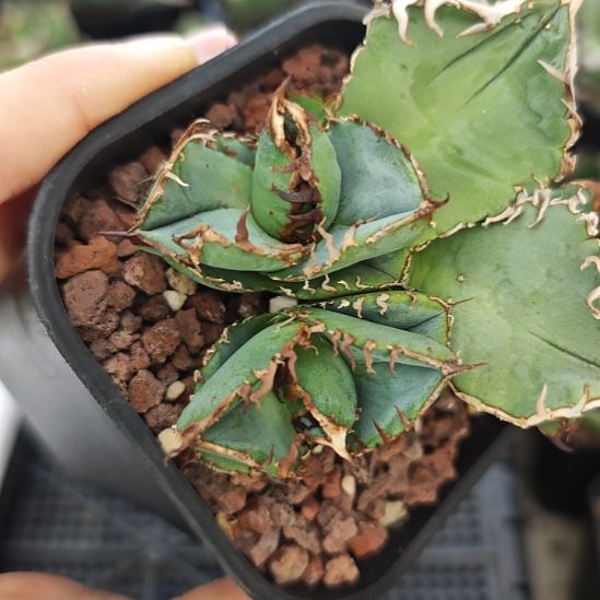 地勇星仁王冠龙舌兰顶芽一颗
