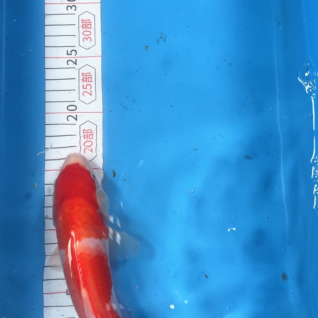 锦鲤鑫泓锦鲤养殖