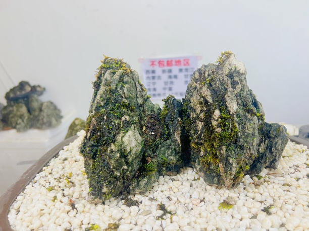 广西天然精品龟纹石奇石