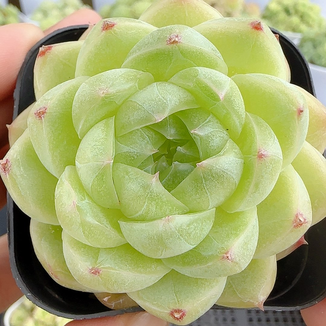 【闪购商品】0814-78钻石纹包子麦杆