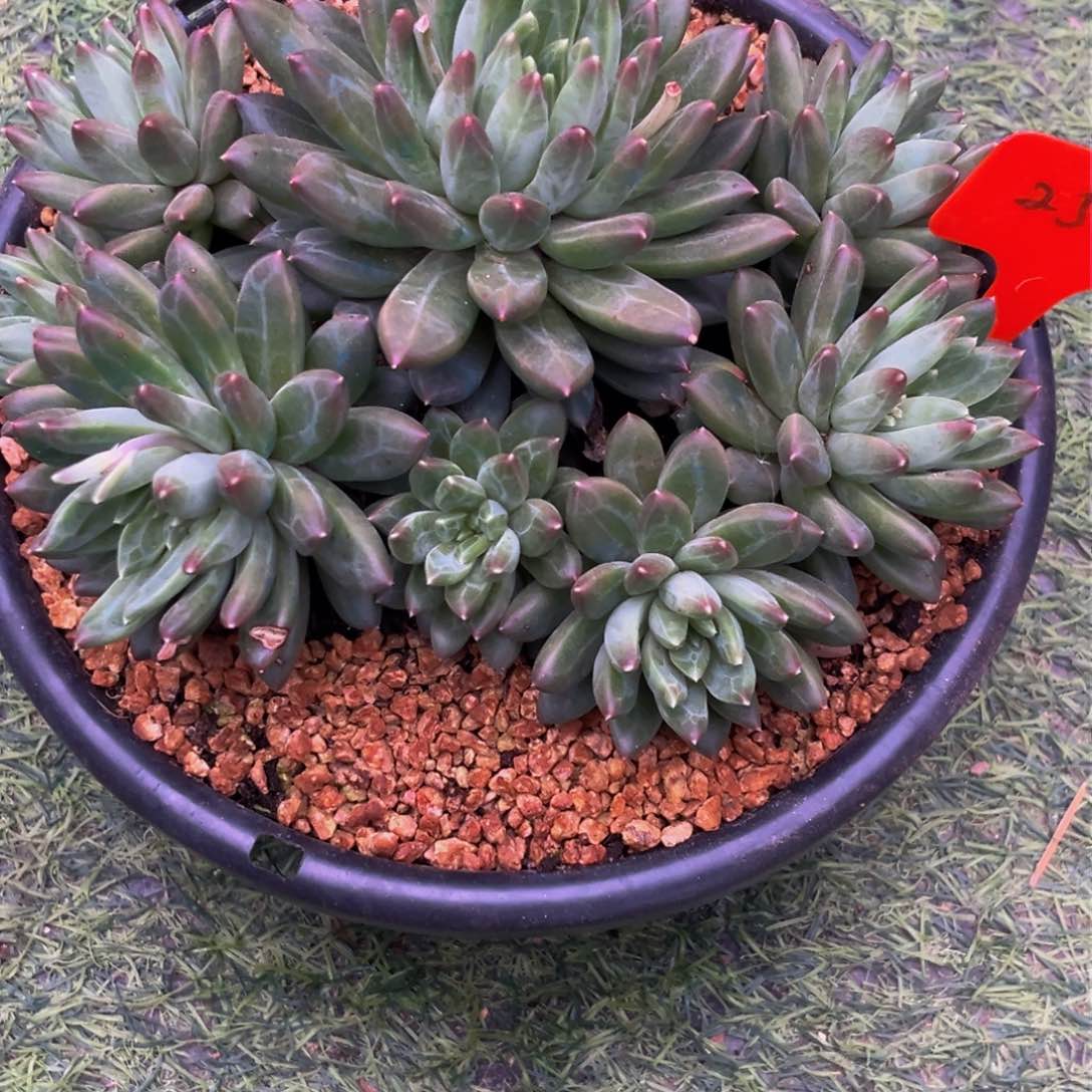 2512下午多肉植物群生