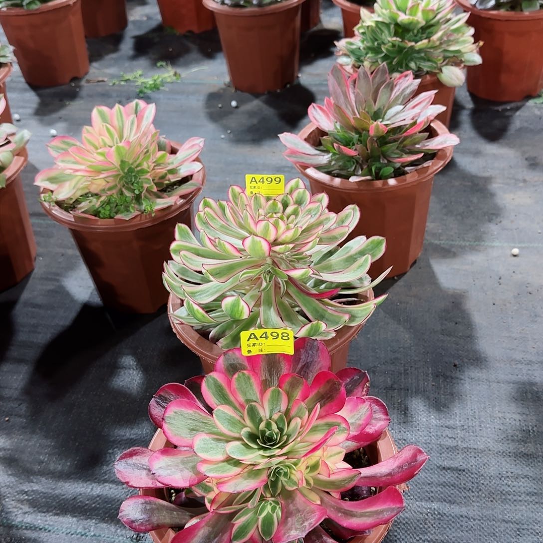 组合法师多肉植物499498